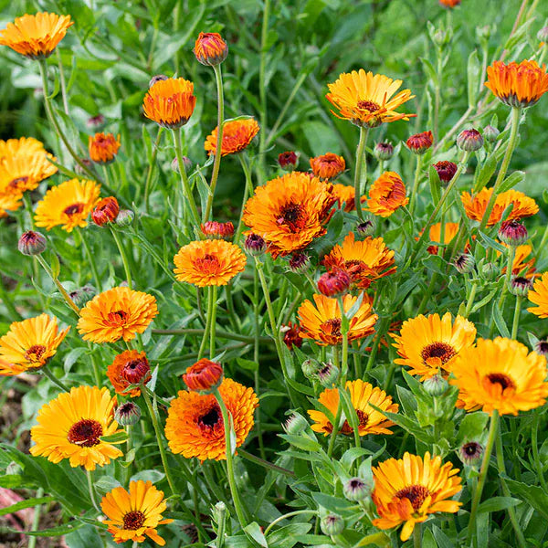 Calendula