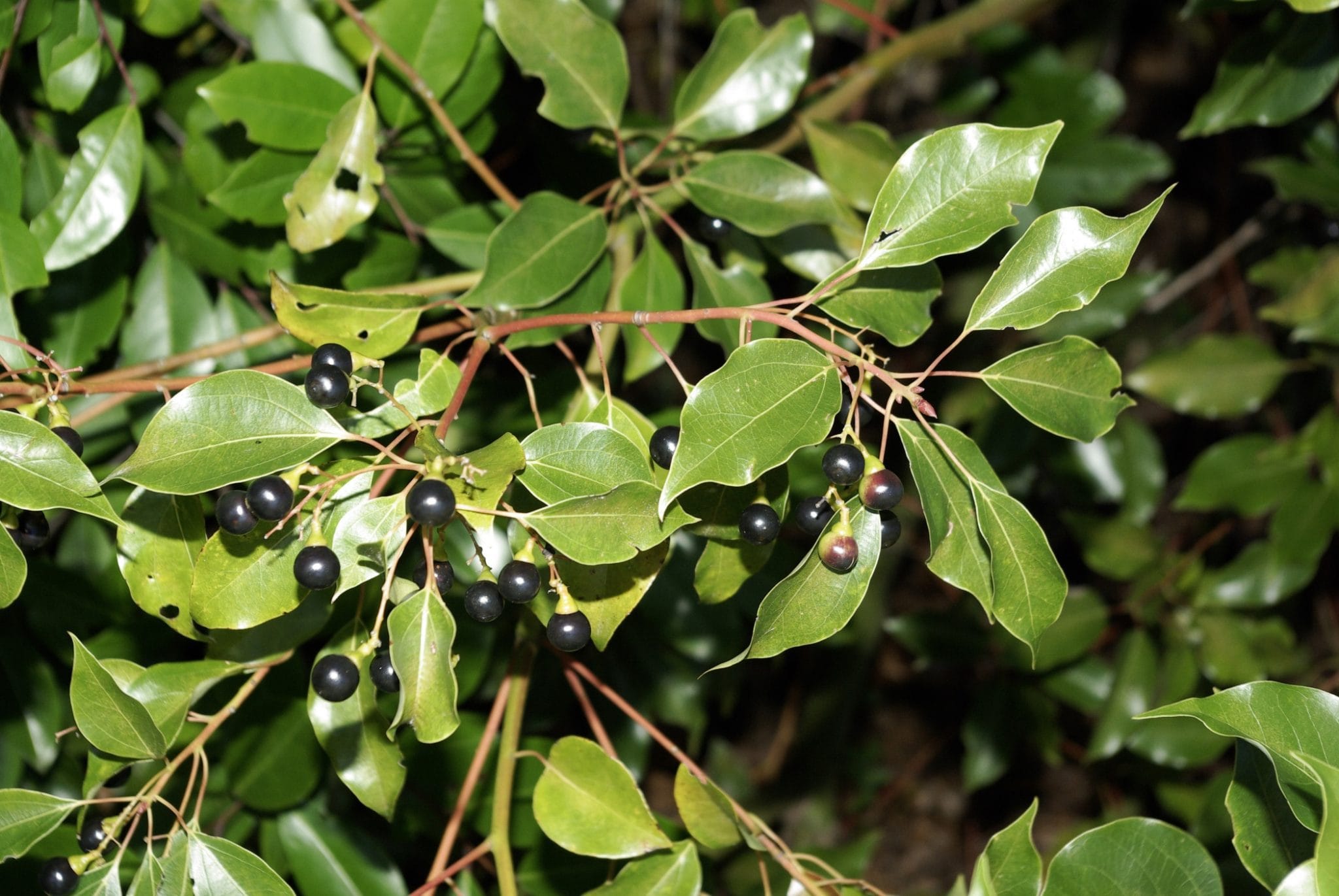 Camphor